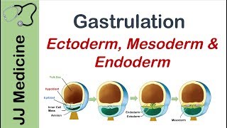 Gastrulation  Formation of Germ Layers  Ectoderm Mesoderm and Endoderm [upl. by Britte992]