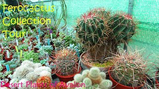 My Ferocactus Collection Tour  Cactus Collection Tour  Barrel Cactus [upl. by Acsicnarf]