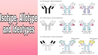 Antibody variation Isotype Allotype and Ideotypes [upl. by Nairolf708]