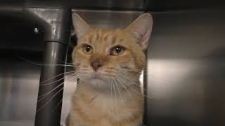 OMalley 57228444 Adoptable Cat Sioux Falls [upl. by Eatnoled]