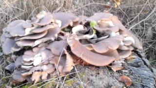 Pecurka bukovaca Pleurotus ostreatus [upl. by Corrie]