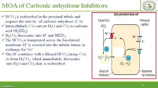 Diuretic Mechanism of action of Carbonic ahhydrase inhibitors Site 1 Diuretics [upl. by Odama]