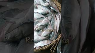 ছোট ইলিশের দাম ডাইমন্ড সেপ্টেম্বর 2024  hilsa price kolkata  Daimond harbour fish market [upl. by Nwhas]