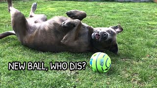 I BOUGHT MY DOG A NEW TOY  CUTE REACTION  WOBBLE WAG GIGGLE BALL  LABRADOR CANE CORSO [upl. by Adnuahs39]