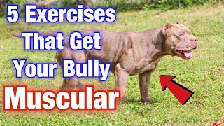 5 American Bully Exercise MUSCLE training tips that will get your dog SWOLE [upl. by Winfrid]