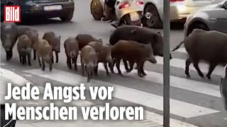 Rom Wildschweine laufen durch die Innenstadt [upl. by Ayomat]