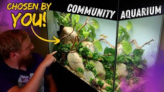 How to setup a tropical fish community aquarium [upl. by Kerin366]