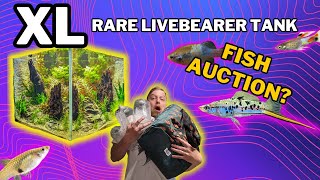 My BIGGEST scape yet 275L livebearer community aquascape tutorial [upl. by Kali830]