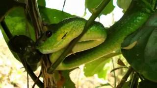 BAMBOO PIT VIPER Trimeresurus insularis PASH [upl. by Boser]