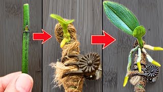 How to propagate orchids from flower branches faster than ever [upl. by Milewski]