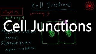 Cell Junctions Introduction types and functions [upl. by Reuven660]