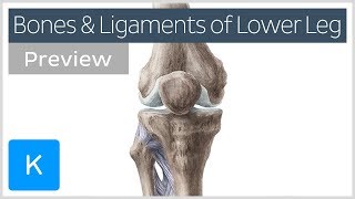 Bones and ligaments of the knee and leg preview  Human Anatomy  Kenhub [upl. by Alian]