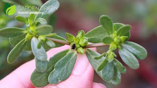 Seeds of the Common Purslane and Dill Plant it only once in the garden [upl. by Eelnodnarb]