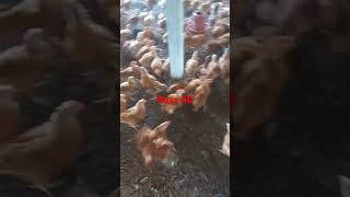 Farm management days 40 days farmmanagement chicken poultrydays [upl. by Nnaeirual]