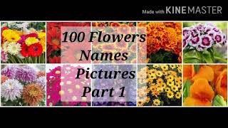 300 FLOWER NAMES IN ENGLISH WITH PICTURES THAT YOU MAY FIND IN YOUR GARDEN [upl. by Jabez]