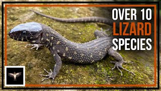 Looking for 10 Lizard Species Found in Panama [upl. by Aehs]