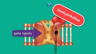 the neuromuscular junction Initiation of muscle contraction [upl. by Ruhtra]