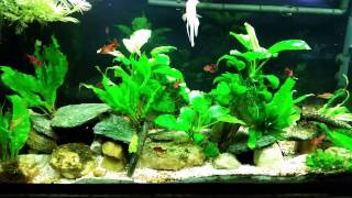 Planted Tank With High Nitrates Heres Why [upl. by Carhart]