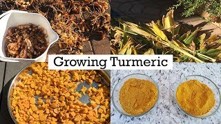 Turmeric  Growing Planting amp Care  A Complete Guide On How To Grow Turmeric In Your Garden [upl. by Eiblehs]