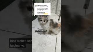 sembuh dari panleukopenia kucing simak cara ini [upl. by Egag]