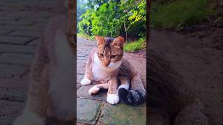 Kucing Roger bloomhaven nature plants bloomgarden tandukrusa [upl. by Ugo]