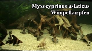 Wimpelkarpfen  Myxocyprinus asiaticus ZOO Leipzig Aquarium [upl. by Eesdnil]