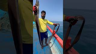 Very Dangerous morey eel fish 😨 இதுக்கு முன்னாடி இந்த மீன பாத்திருக்கீங்களா thenkadalmeenavan [upl. by Imelida]