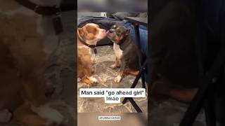 Animals acting freaky 😂😮funny pets funnyshorts [upl. by Rojam]