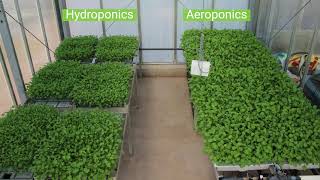 Aeroponics vs Hydroponics at Harper Adams amp LettUs Grow Greenhouse Trials [upl. by Sandstrom]