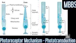 Photoreceptor Mechanism Phototransduction mbbs neetpg medicine next physiology [upl. by Lust]