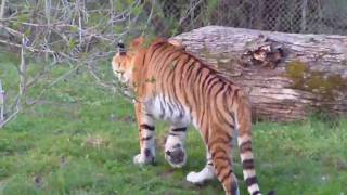 Siberian Tiger Elena and Wolves Munich Zoo [upl. by Analaf]