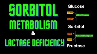 USMLE Step 1  Lesson 61  Sorbitol Metabolism and Lactase deficiency [upl. by Franchot]