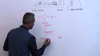 Immunology Neutrophil Lecture 3 Part 7 [upl. by Saunderson]