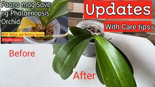 Phalaenopsis Orchid with Yellow and Rotting leaves UPDATE with care tips [upl. by Euqinaj]