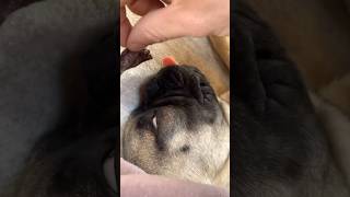 How Dogs Use Their Incredible Sense of Smell [upl. by Alleciram560]