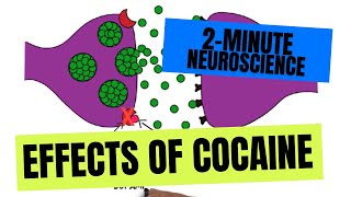 2Minute Neuroscience Effects of Cocaine [upl. by Franckot655]