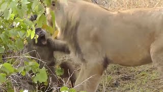 This is Why Lions Hunt Baboons [upl. by Ewold753]