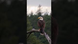 Eagle sitting in the forestshortvideo wildlife birds trending shortvideo shorts [upl. by Irpac]