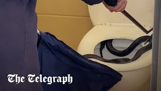 Moment venomous snake found in toilet in Australia [upl. by Ateuqahs]