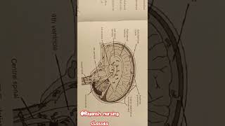 CSF  function of CSF  flow of CSF  CSF flowcsf anatomyphysiology nursingclasses [upl. by Eemla]