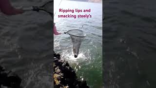 Smacking Steelies [upl. by Lrad592]