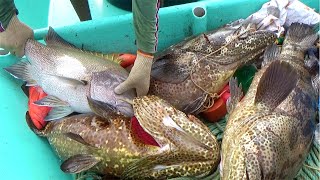 BIGGEST Goliath Grouper Ever Caught Back to Back [upl. by Severson]