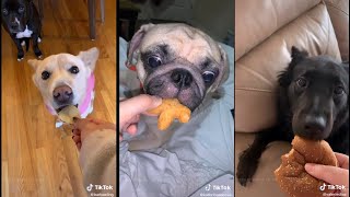 Gentle Dog Challenge  TikTok Dogs  TikTok [upl. by Nilats]