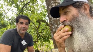 CAMPBELL WHITE SAPOTE AKA NATURES FLAN [upl. by Zosema]