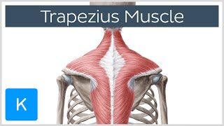 Trapezius Muscle  Origin Insertion Actions  Human Anatomy  Kenhub [upl. by Asselem952]