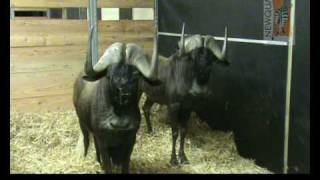 Newquay Zoo s Black Wildebeest arrive [upl. by Yzzo435]