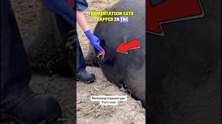 Bloat in Animals🐄  What is Tympanism🔎 [upl. by Nwahsek]