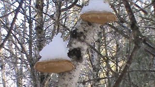 The Medicinal Birch Polypore [upl. by Sension]