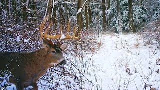 Flintlock Rifle Deer Hunting 2024  Bucks In The Snow  The Big Buck On Trail Camera Pennsylvania [upl. by Ambur]