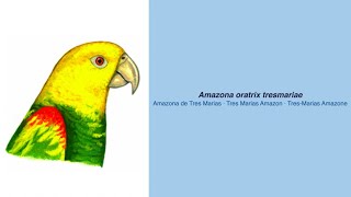 Video Encyclopedia of Parrot Species  313 Amazona oratrix tresmariae [upl. by Arleta]